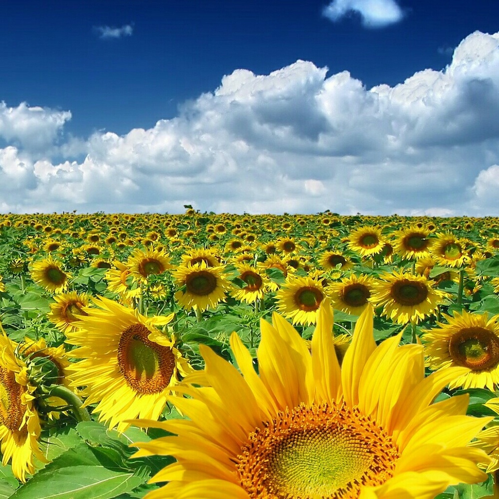 Meet your Posher, Ruslan